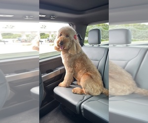 Goldendoodle Dog Breeder near PARKLAND, FL, USA