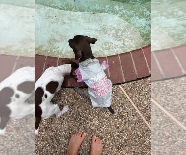 Medium Photo #13  Breeder Profile in FRIENDSWOOD, TX, USA