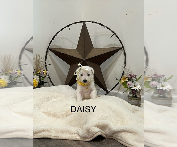 Medium Photo #7  Breeder Profile in GRIFFIN, GA, USA