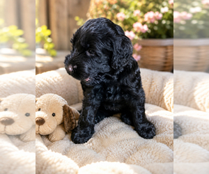 Schnauzer (Giant) Dog Breeder near HOUSTON, TX, USA