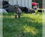 Small Photo #22  Breeder Profile in WALNUT GROVE, MO, USA