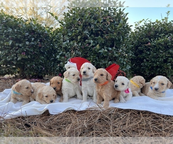 Medium Photo #11  Breeder Profile in ENTERPRISE, AL, USA