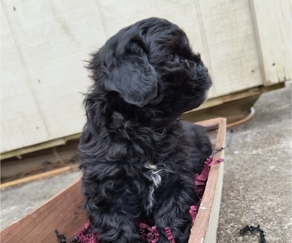 Medium Photo #1  Breeder Profile in BLUFORD, IL, USA