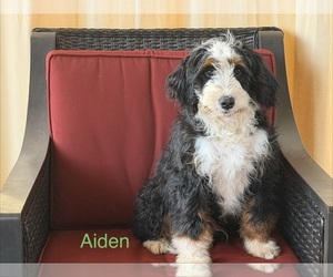 Bernedoodle (Miniature) Dog Breeder near KINGSPORT, TN, USA