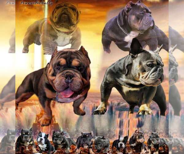 Medium Photo #1  Breeder Profile in DENVER, CO, USA