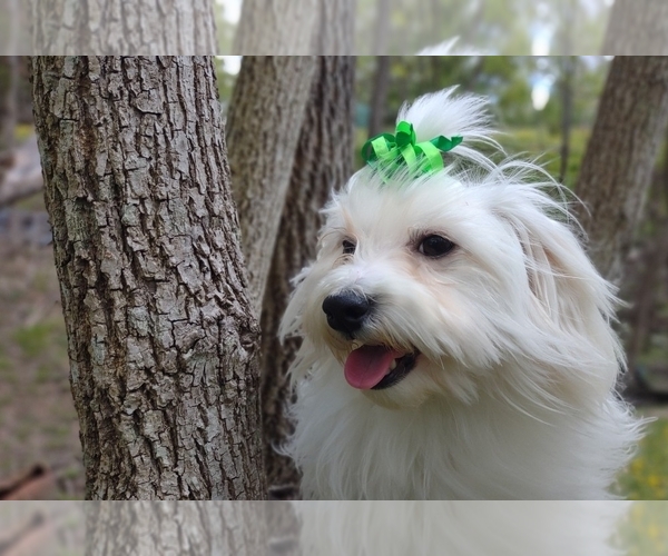 Medium Photo #12  Breeder Profile in BARREN SPRINGS, VA, USA