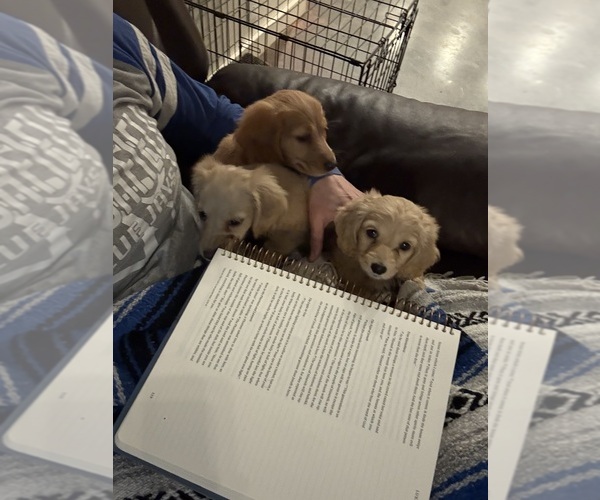 Medium Photo #3  Breeder Profile in MARSHFIELD, MO, USA