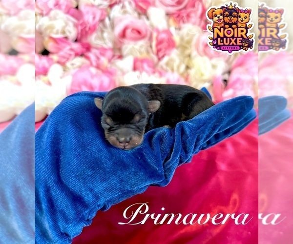 Medium Photo #9  Breeder Profile in PENNSAUKEN, NJ, USA