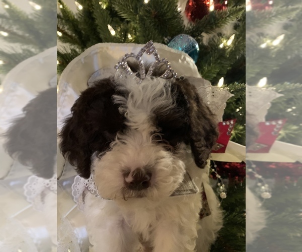 Medium Photo #22  Breeder Profile in YUBA CITY, CA, USA