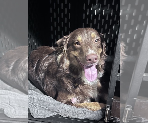 Medium Photo #41  Breeder Profile in HARRISON, OH, USA