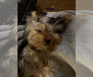 Yorkshire Terrier Dog Breeder near HELENA, AL, USA