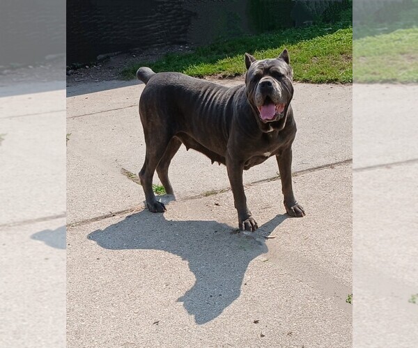 Medium Photo #11  Breeder Profile in DETROIT, MI, USA