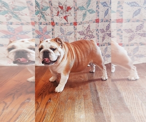 Main photo of English Bulldog Dog Breeder near GRIFFIN, GA, USA