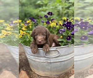 Main photo of Labradoodle Dog Breeder near PROSPECT, VA, USA