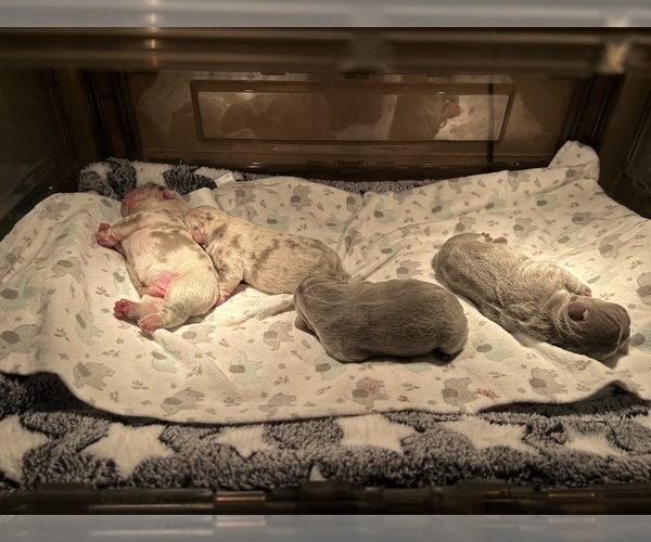 Medium Photo #1  Breeder Profile in BLUFF CITY, TN, USA