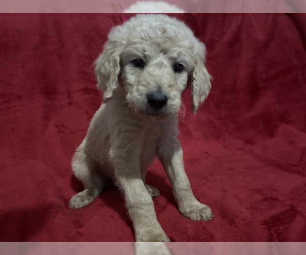 Medium Photo #2  Breeder Profile in HILLSBOROUGH, NH, USA