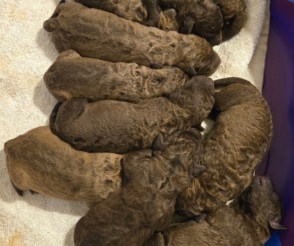 Medium Photo #20  Breeder Profile in Cordele, GA, USA