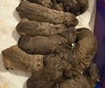 Small #19 Breeder Profile image