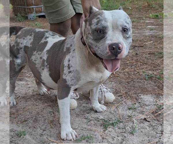 Medium Photo #10  Breeder Profile in AUGUSTA, GA, USA
