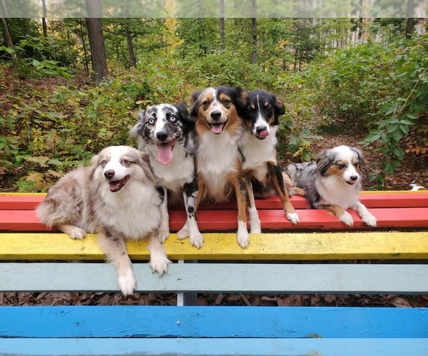 Medium Photo #1  Breeder Profile in SANDOWN, NH, USA