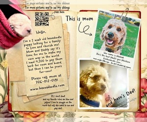 Goldendoodle-Poovanese Mix Dog Breeder near EVANS, GA, USA