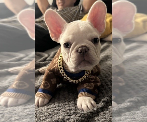 Medium Photo #1  Breeder Profile in MOORPARK, CA, USA