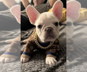 French Bulldog Dog Breeder in MOORPARK,  USA