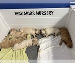 Small #4 Breeder Profile image