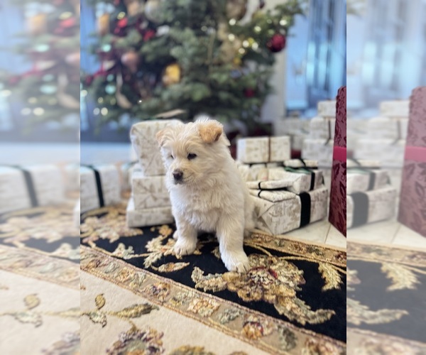 Medium Photo #13  Breeder Profile in SAINT GEORGE, UT, USA