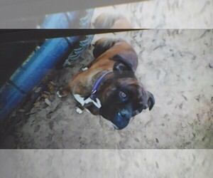 Boxer Dog Breeder near MORRISTON, FL, USA