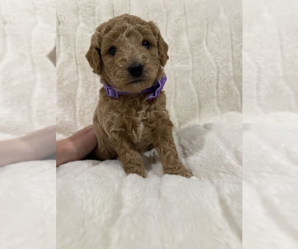 Medium Photo #2  Breeder Profile in SPICEWOOD, TX, USA