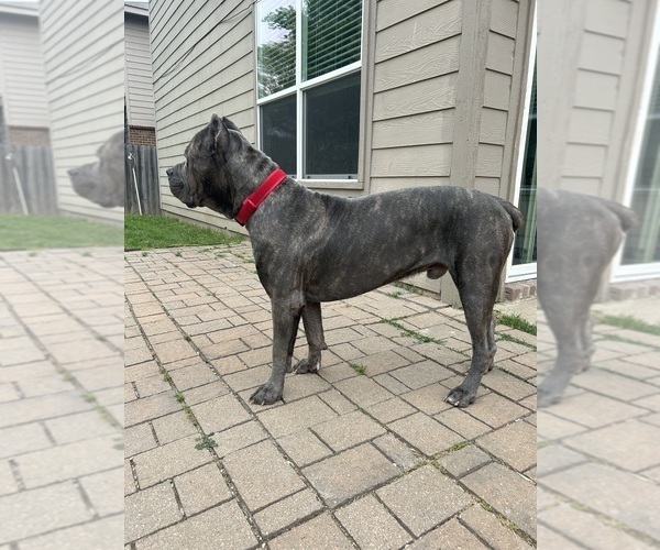 Medium Photo #13  Breeder Profile in ARLINGTON, TX, USA