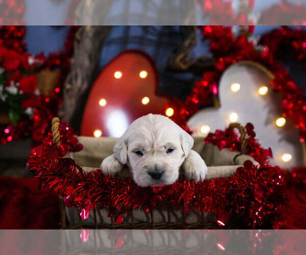 Medium Photo #43  Breeder Profile in URBANA, OH, USA