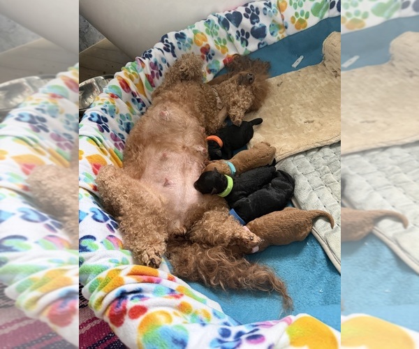 Medium Photo #13  Breeder Profile in BOYNTON BEACH, FL, USA