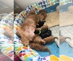 Small #12 Breeder Profile image