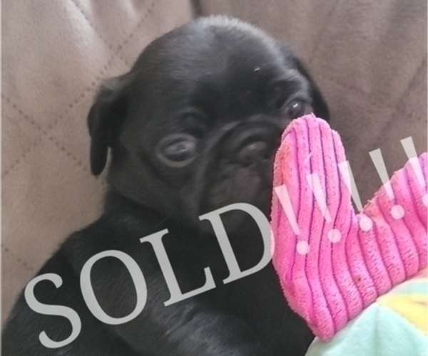 Medium Photo #8  Breeder Profile in CINCINNATI, OH, USA