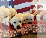 Small Photo #3  Breeder Profile in MIDDLEBURG, KY, USA