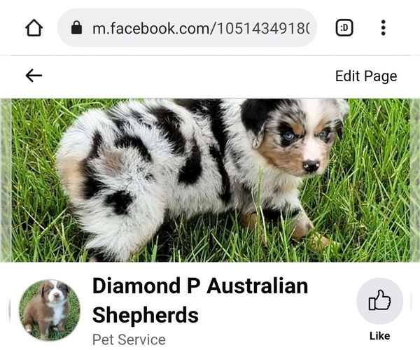 Medium Photo #1  Breeder Profile in LAKELAND, FL, USA