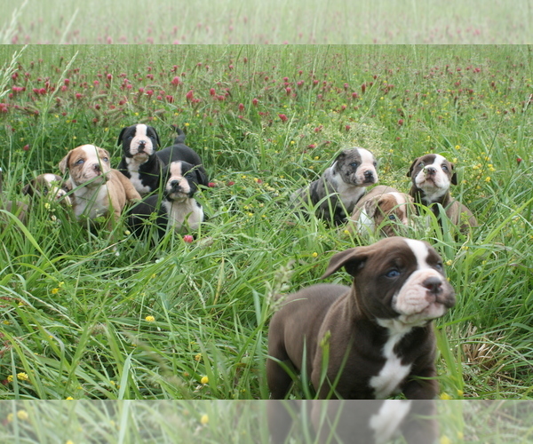 Medium Photo #1  Breeder Profile in MARBLE FALLS, AR, USA