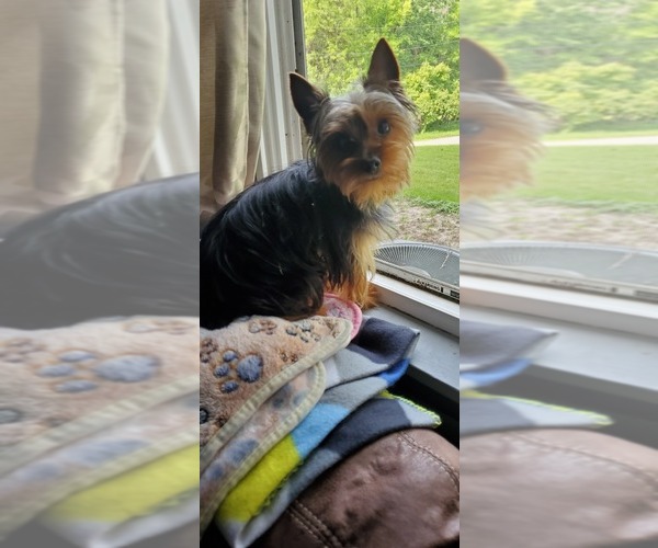 Medium Photo #48  Breeder Profile in NEENAH, WI, USA