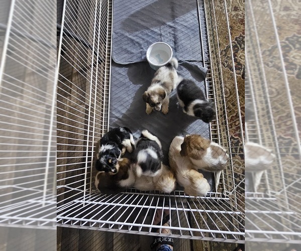 Medium Photo #7  Breeder Profile in BOWLING GREEN, KY, USA
