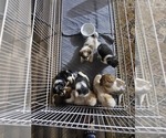 Small #6 Breeder Profile image