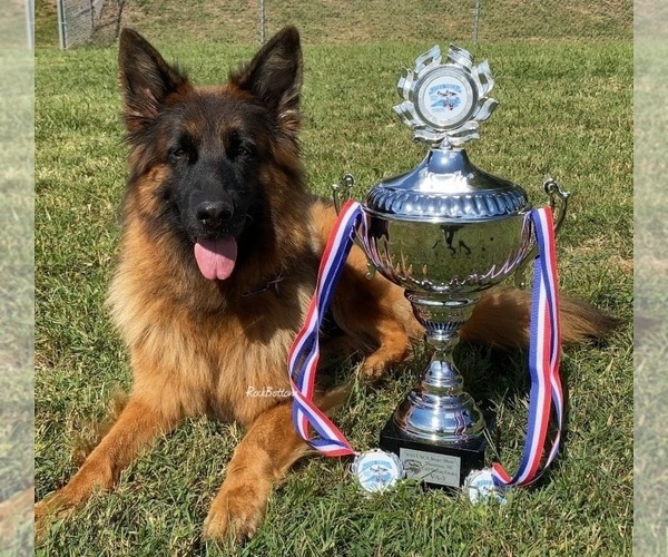Medium Photo #1  Breeder Profile in MORRILTON, AR, USA