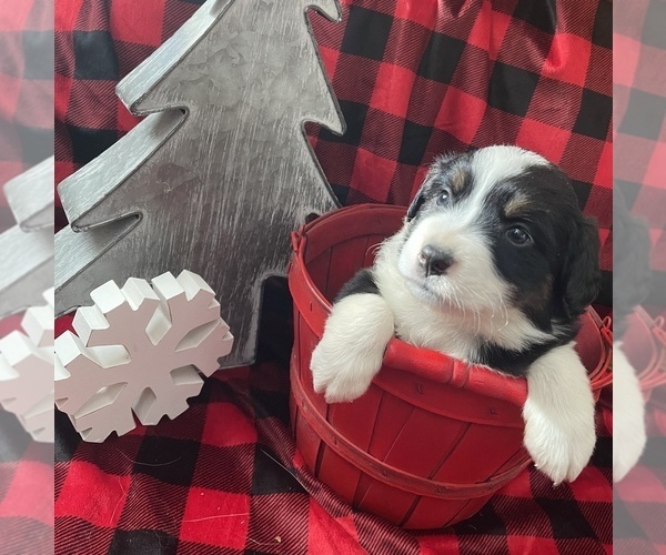 Medium Photo #1  Breeder Profile in DALLAS CITY, IL, USA