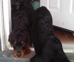 Small #1 Breeder Profile image