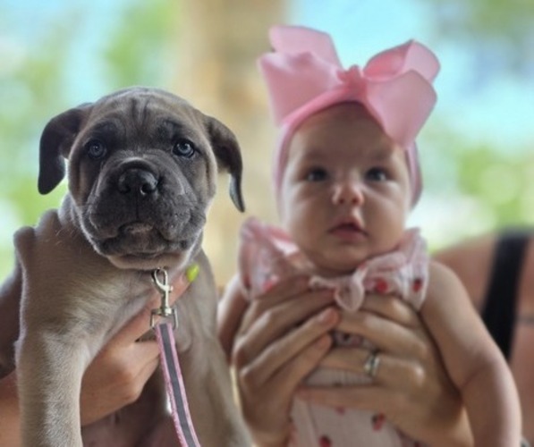 Medium Photo #30  Breeder Profile in BANGS, TX, USA