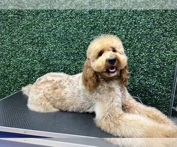 Medium Photo #15  Breeder Profile in DALY CITY, CA, USA