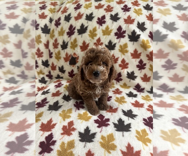 Medium Photo #5  Breeder Profile in CRETE, IL, USA