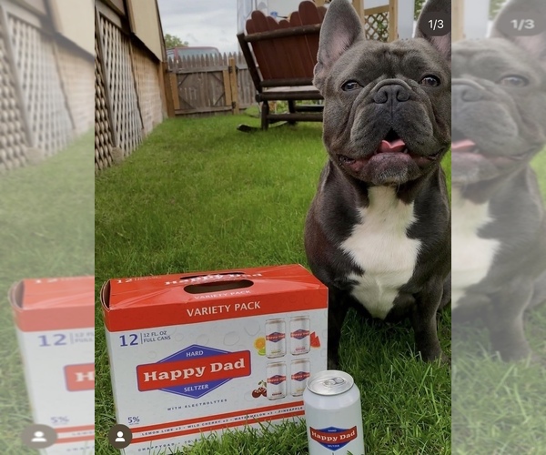 Medium Photo #1  Breeder Profile in ROCKLAND, MA, USA