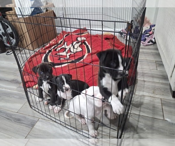Medium Photo #2  Breeder Profile in BAKERSFIELD, CA, USA